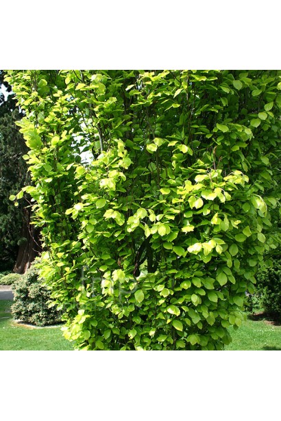 Характеристика Буку Девік Голд